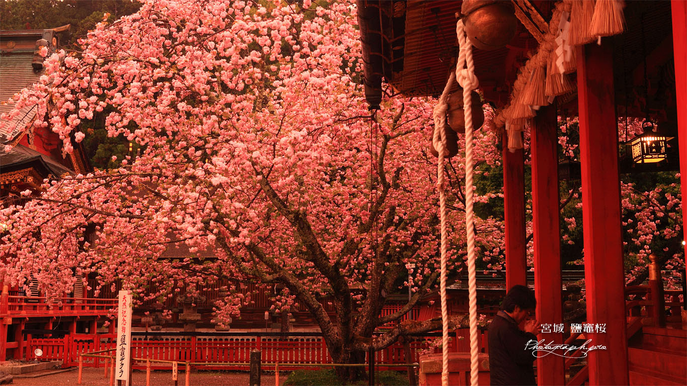 紅く染まった塩竈神社 の壁紙 1366x768
