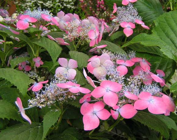 ほっと待以夢 紫陽花