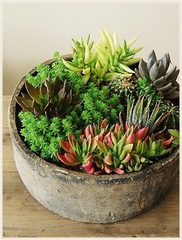 多肉植物を素敵に飾る寄せ植えのコツは アレンジでお洒落に可愛く Lettre Du Nature
