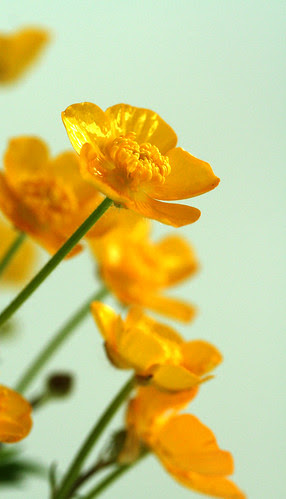Bulbous Buttercup