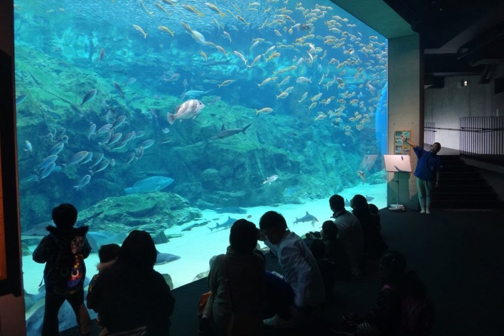九十九島水族館海きらら で海の生きものについて学んでみよう 冒険県 冒険する長崎プロジェクト ワクワクを探しに出かけよう