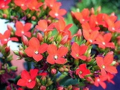 誕生花の俳句 花の俳句