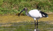 LES OISEAUX DE FRANCE