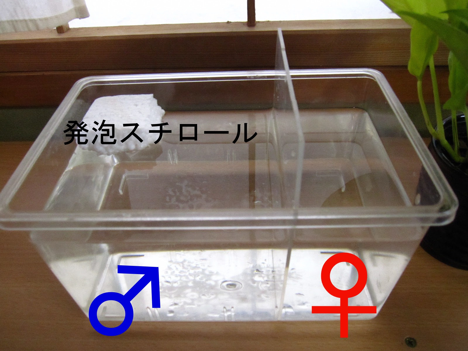 ベタの繁殖方法