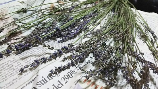 ラベンダーの収穫と増やし方 失敗しない剪定や挿し木の方法と時期は Lettre Du Nature