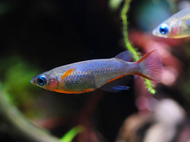 年9月5日 淡水入荷情報 Aquarium Tall Man
