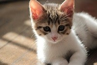 ペットと暮らす 猫のストレス解消法 用賀の賃貸専門サイト 用賀不動産