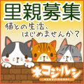 ネコジルシ猫の里親募集のページ