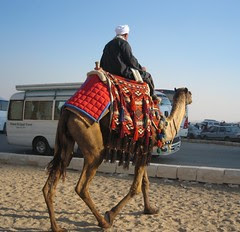 IMG_2226 man on camel 1