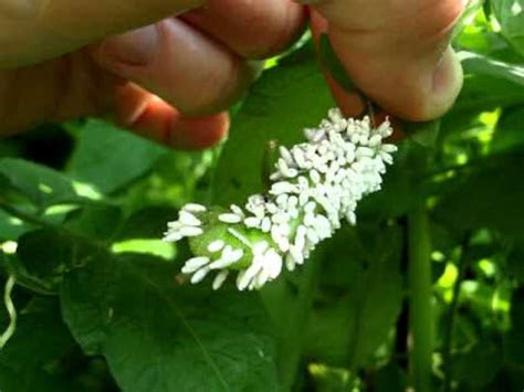 Worst of all, they leave itchy bites on your. Tomato Hornworm covered with white cocoons of Braconid