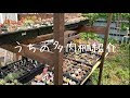 多肉植物 棚 屋外 diy 167971