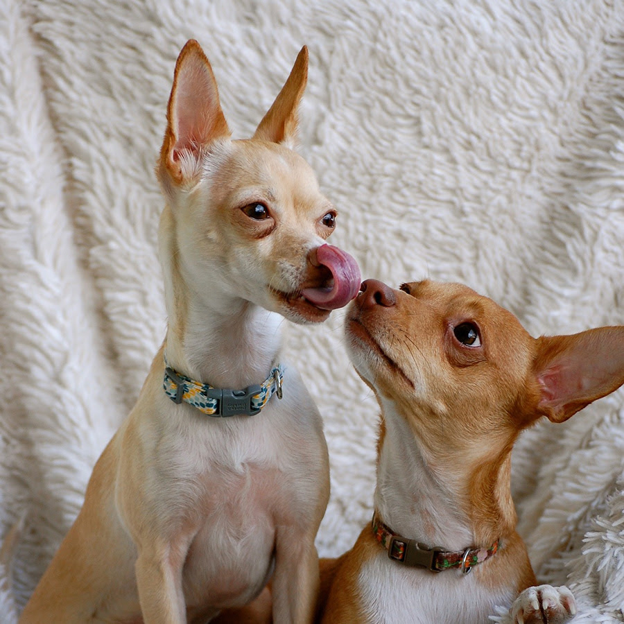 犬がペロペロ舐める理由 ただじゃれているだけではなかった