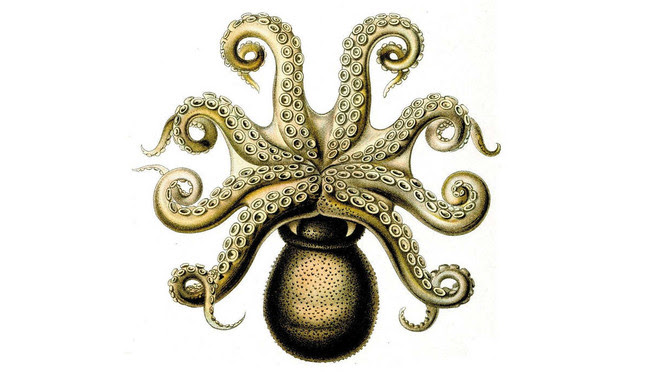 Gestarescala