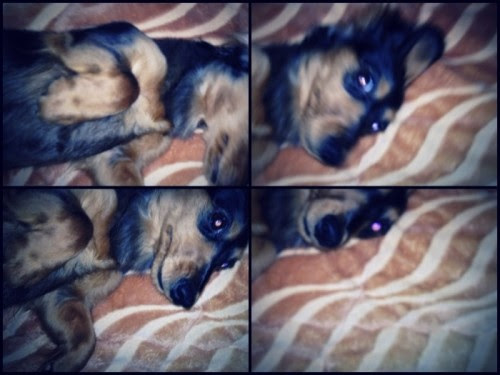 120321 Jonghyun tweeted at KST 4:38 PM

별루가 못생겼다고&#8230;?그래 맞아&#8230;못생긴건 사실이니까&#8230;하지만 별루를 못생겼다고 부르는건 참을수 없어!!!
You said Byulroo is ugly…? Fine, you’re right… cause it’s true that she is ugly… But calling her ugly is unacceptable!!!
Credits translation: SHINeee.net