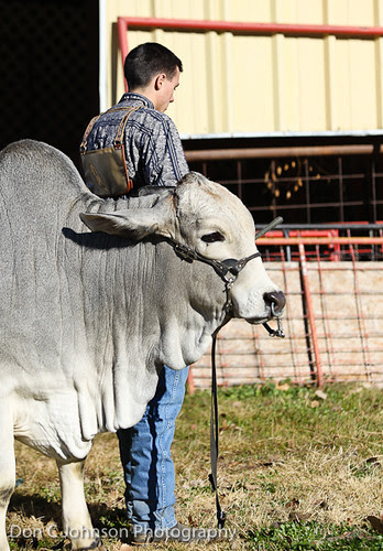 Terrell FFA Holiday Heifer Show-2143