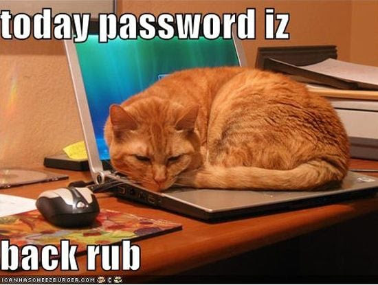 Cats And Dogs Playing With Computers You Know Who Wins