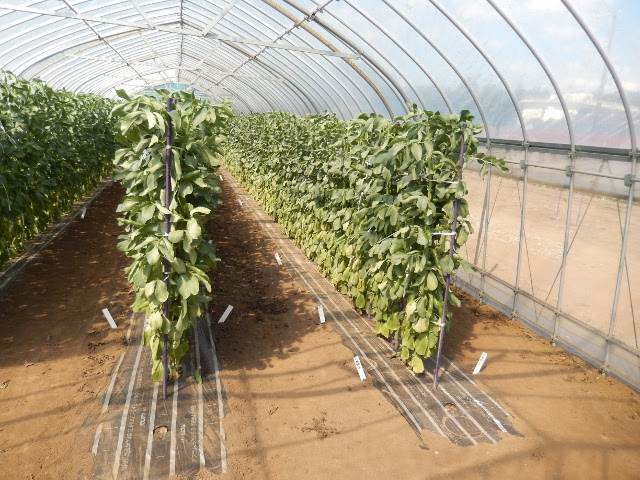 野菜畑日記 空豆栽培 ハウス