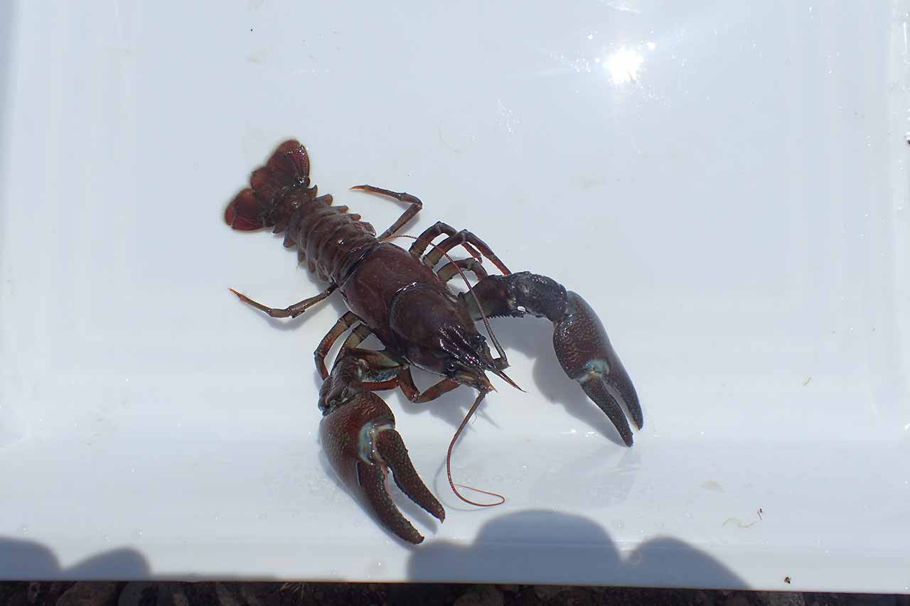 ウチダザリガニ 特定外来生物ってなんだ ハンター日記