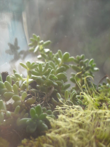 Terrarium 3