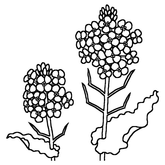 ナノハナ 菜の花 白黒 春の花 無料イラスト素材