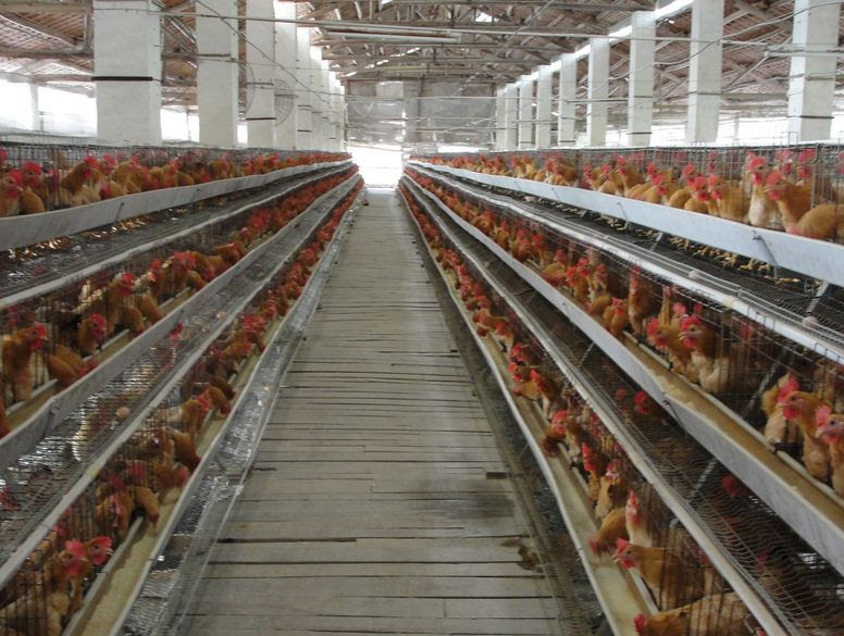 12 Desain  Kandang  Ayam Petelur  dan Broiler Modern  RUMAH 