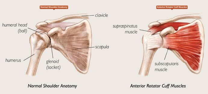 Shoulder Injuries - Shoulder Pain - Agility Orthopaedics