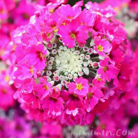 プリムラ マラコイデス 濃いピンク 花の写真 花言葉 みみみんブログ