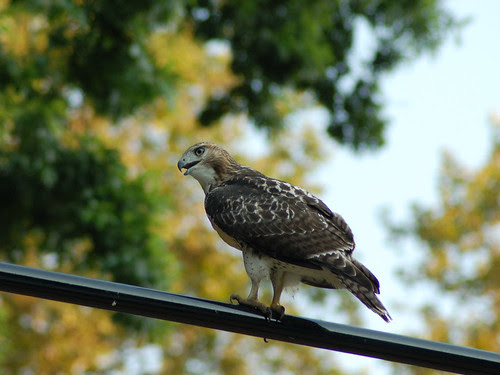 Divine Red-Tailed Hawk in Morningside Park