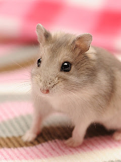 ハムスター ウサギなど ちょこん といなおるジャンガリアンハムスター の待ち受け画像 壁紙 動物 パラダイス