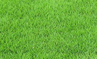 芝生の植え付け カンボー都市緑化研究所芝生講座