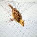 mediterranean birds hunted, bird hunting europe, birdlife international, european bird conservation