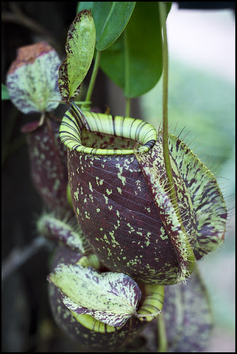 The Phuket Botanic Garden opened simply lastly yr Bangkok Thailand Place should to visiting: Phuket Botanic Garden