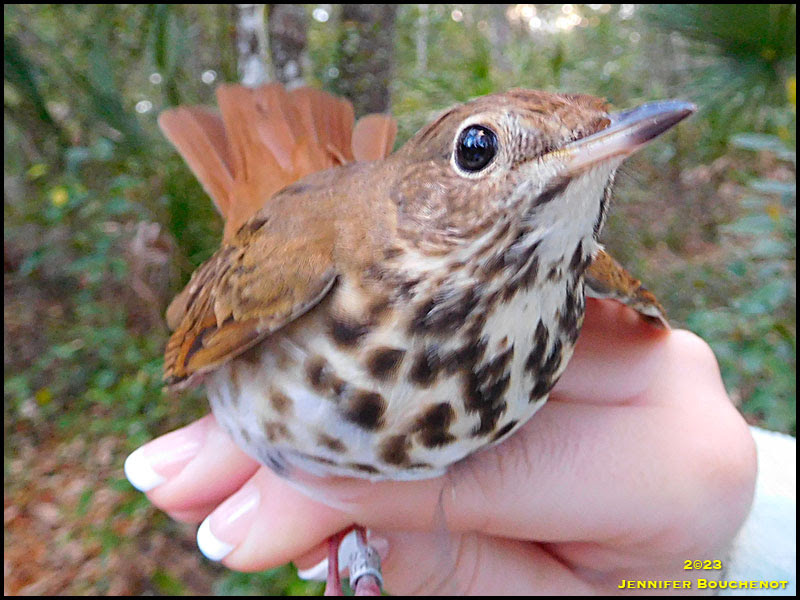 Hermit Thrush