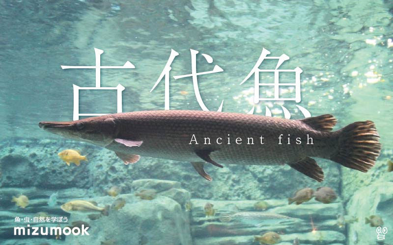驚愕 生きた化石 古代魚の凄いところ ミズムック