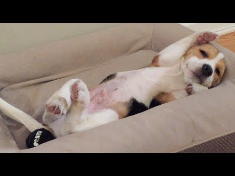全てが可愛い 眠そうなビーグルの子犬 犬ジャーナル