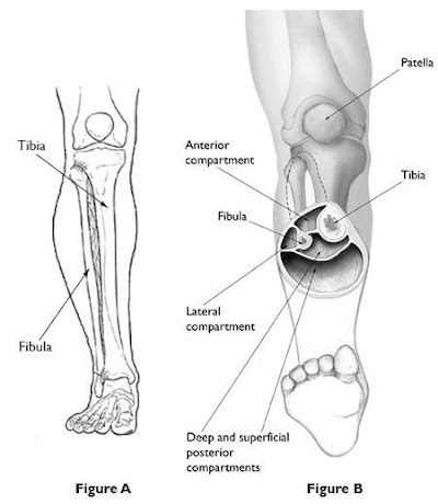 Cat Back Leg Anatomy