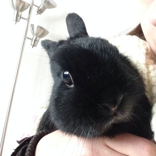 George Bunny by Jeni Baker