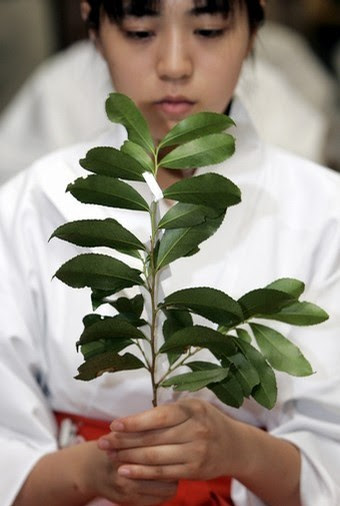Legenda Sakaki, Pohon Suci Agama Shinto di Jepang