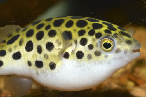 初心者さんの為のミドリフグの基本の飼育方法 熱帯魚 淡水魚 海水魚の図鑑