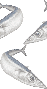 秋刀魚 サンマのイラスト 条件付フリー素材集