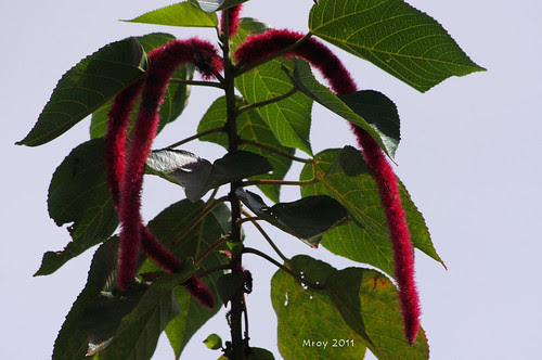 IMGP0802