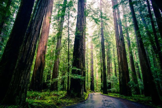 redwood forests, forests smaller, climate change and trees, trees getting smaller, trees growing smaller, california forests smaller, california forests dwindling, future forests smaller