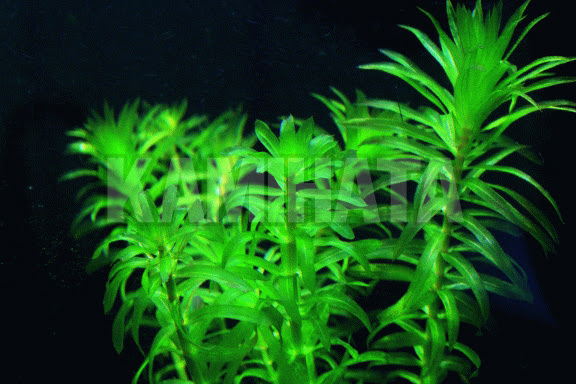 プロが教える 初心者でも使いやすい水草 アナカリス オオカナダモ のレイアウト術 千葉県市川市のアクアリウム 水槽 のレンタル メンテナンスはto Createへ