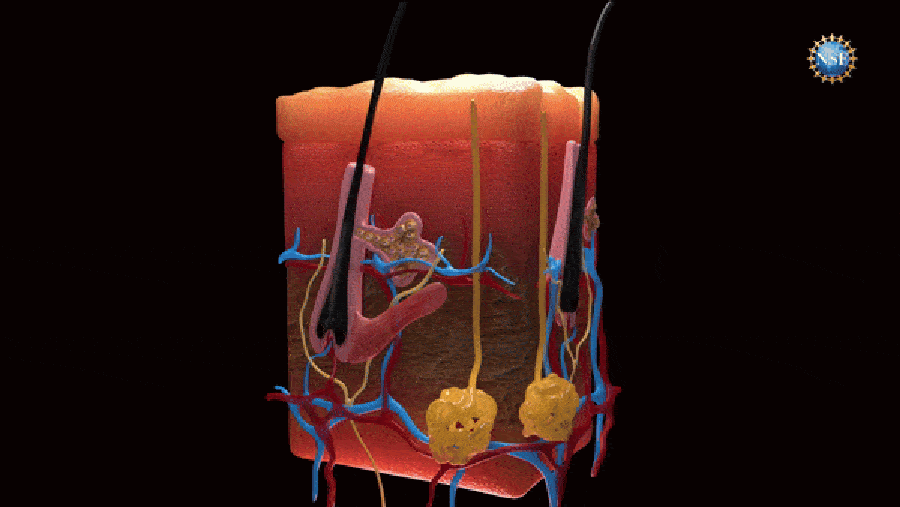 Light penetrates into a cross-section of illustrated skin