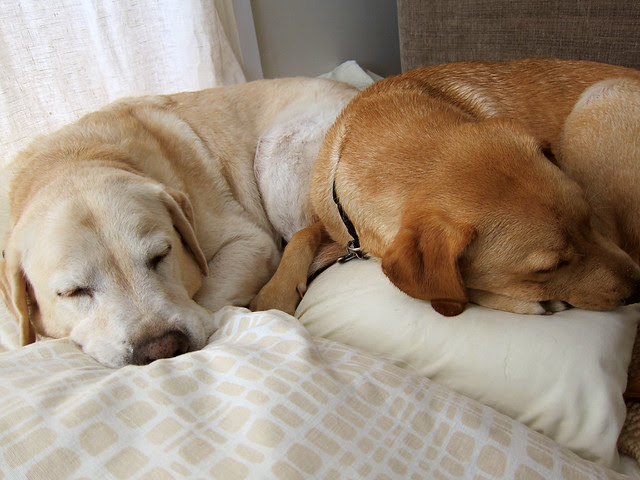 nacho pouncey sleeping together