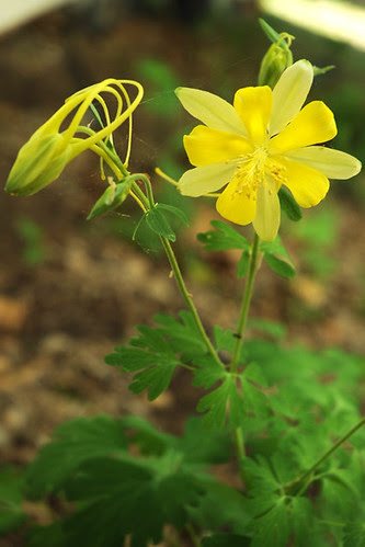 'Texas Gold' columbine