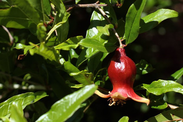 fruit