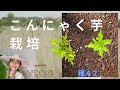 画像 こんにゃく芋 栽培 900415-こんにゃく芋 栽培