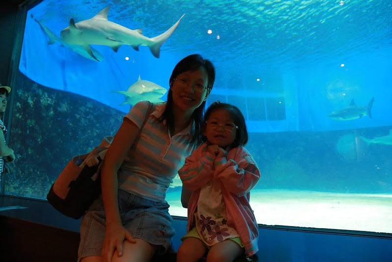 小姐寶妹和鯊魚