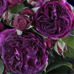 Rhapsody in blue rose